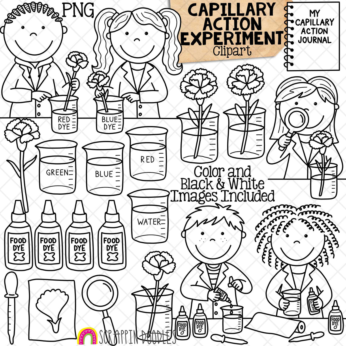 Capillary Action Clip Art - Kids Science Experiments - Scientist - Flowers Changing Color - CU PNG Sublimation