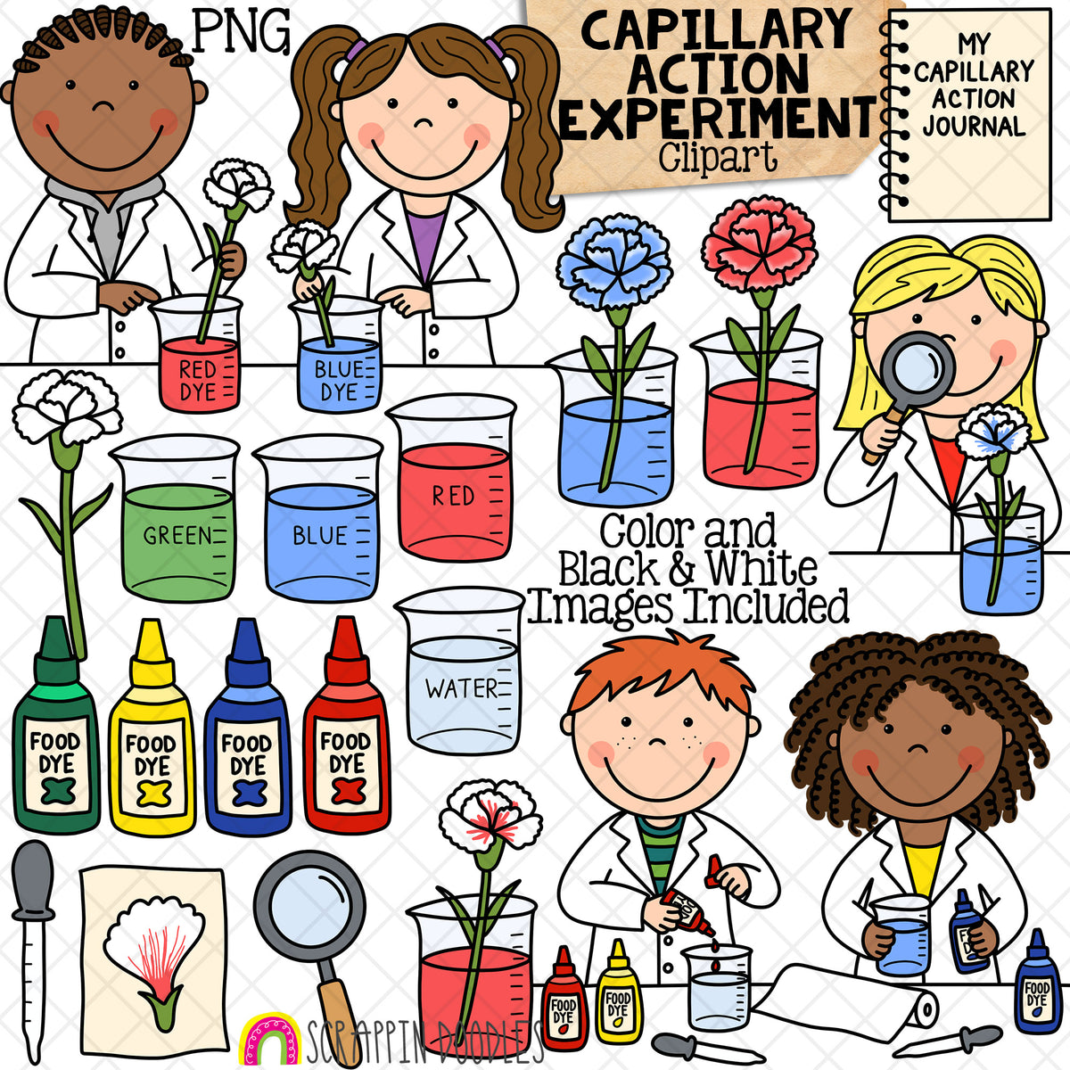 Capillary Action Clip Art - Kids Science Experiments - Scientist - Flowers Changing Color - CU PNG Sublimation