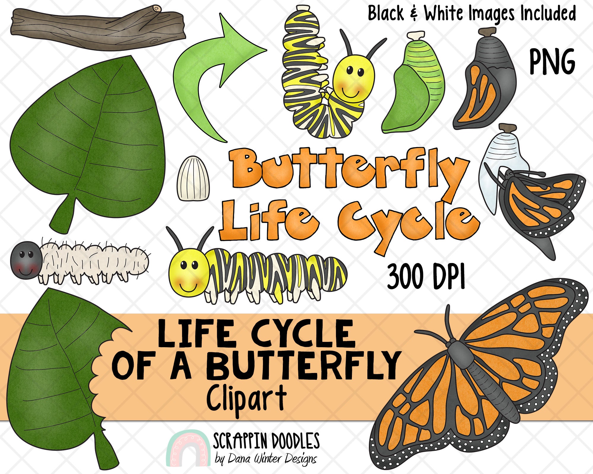 Life Cycle Clip Art - Butterfly Life Cycle Clip Art - Chrysalis ClipAr ...