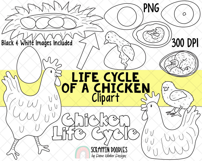 Life Cycle Clip Art - Chicken Life Cycle Clip Art - Egg ClipArt - Chick Hatching ClipArt - Nest ClipArt - Chicken Growing ClipArt