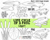 Life Cycle Clip Art - Frog Life Cycle Clip Art - Tadpole ClipArt - Frog ClipArt - Frog Eggs ClipArt - Pond ClipArt - LillyPad - BullRush