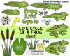 Life Cycle ClipArt Bundle