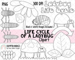 Life Cycle Clip Art - LadyBug Life Cycle Clip Art - Egg ClipArt - Larvea ClipArt - Pupa ClipArt - Insect ClipArt