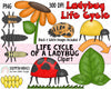Life Cycle Clip Art - LadyBug Life Cycle Clip Art - Egg ClipArt - Larvea ClipArt - Pupa ClipArt - Insect ClipArt