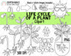 Life Cycle Clip Art - Plant Life Cycle Clip Art - Flower Life Cycle ClipArt - Seedling ClipArt - Sprout ClipArt - Growing Plants ClipArt