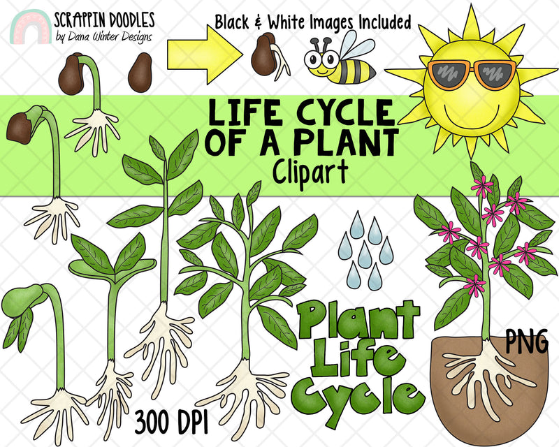 Life Cycle Clip Art - Plant Life Cycle Clip Art - Flower Life Cycle ClipArt - Seedling ClipArt - Sprout ClipArt - Growing Plants ClipArt